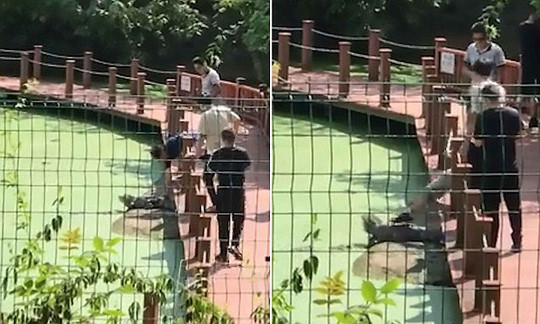 Trung Quốc: Du khách vào khu bảo tồn giẫm đạp cá sấu