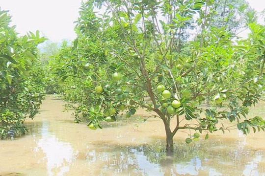 Xót xa cảnh hàng ngàn cây cam bị ngập chết úng vì nước lũ ở ĐBSCL