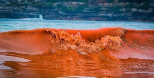 Biển Florida, Mỹ: Thủy triều đỏ đe dọa đến sinh vật biển và tính mạng con người
