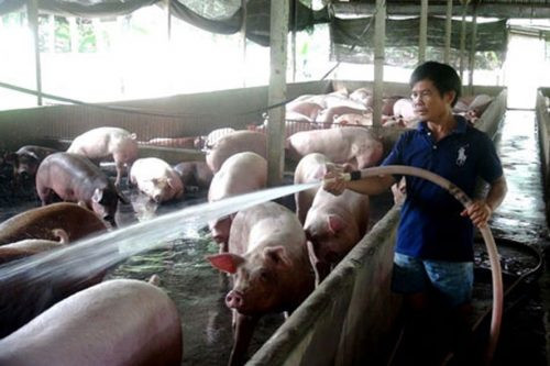 TPHCM: triển khai biện pháp kiểm soát nguy cơ dịch tả lợn Châu Phi