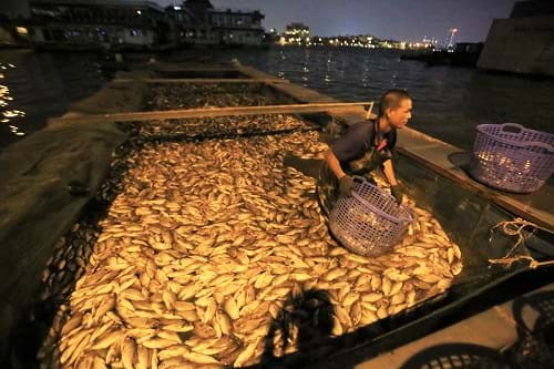 Hàng tấn cá chết nổi trắng hồ Tây, công nhân vớt không xuể