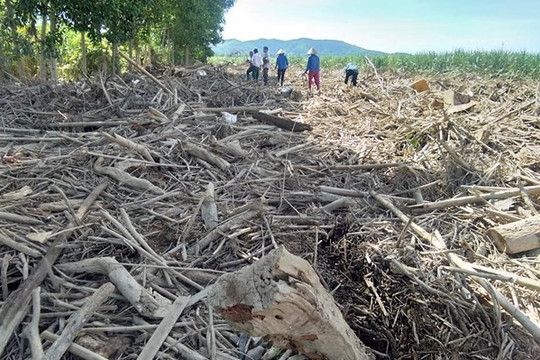 Nghệ An: Hàng trăm ha mía bị vùi lấp sau lũ