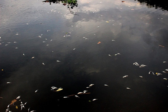 Quảng  Nam: Cá chết hàng loạt trên hồ điều hòa TP Tam Kỳ