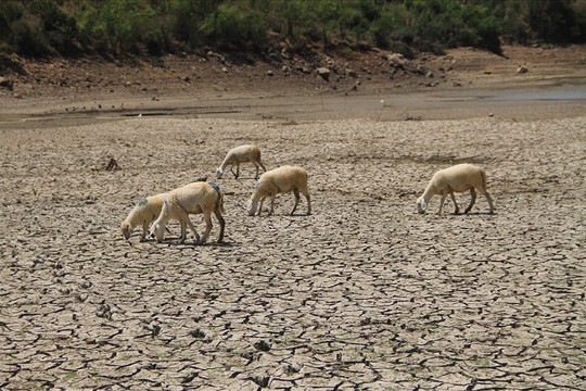Ninh Thuận: Hơn chục hồ nước đang ở mực “nước chết”