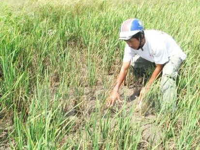 Nam Định: Gần 1.000ha lúa bị người dân bỏ hoang