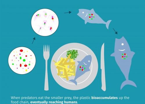Cảnh báo hạt nhựa siêu nhỏ ô nhiễm xâm nhập chuỗi thực phẩm