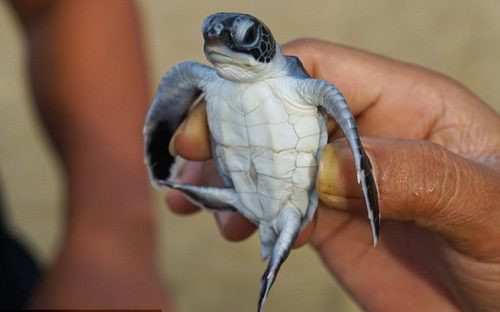 Hơn 40% rùa biển non đang bị giết chết bởi rác thải nhựa