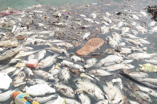 Đà Nẵng: Cá chết nổi trắng hồ điều tiết Phước Lý