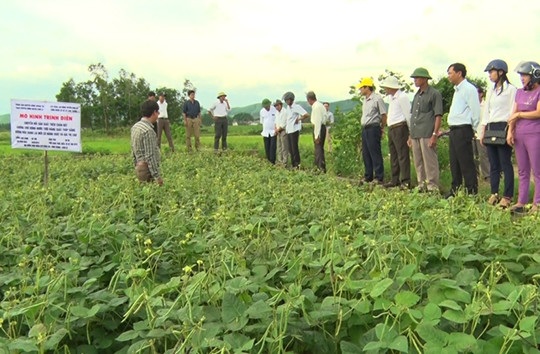 Cam Lộ: Chuyển ruộng bỏ hoang sang trồng đậu xanh