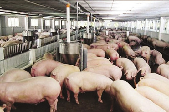 Hà Nội: Điều tra, khảo sát tình hình sử dụng kháng sinh và hiện trạng môi trường tại các cơ sở chăn nuôi