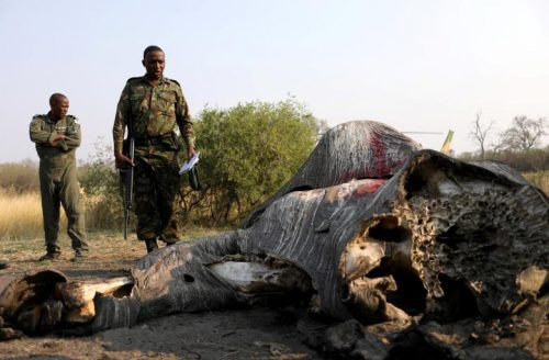 Botswana: Phát hiện số lượng voi bị giết lớn nhất trong lịch sử