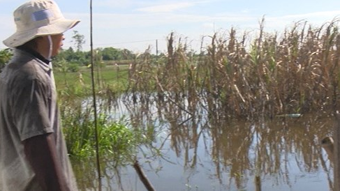 Hậu Giang: Hơn 100 ha mía bị ngập do nước lũ lên cao
