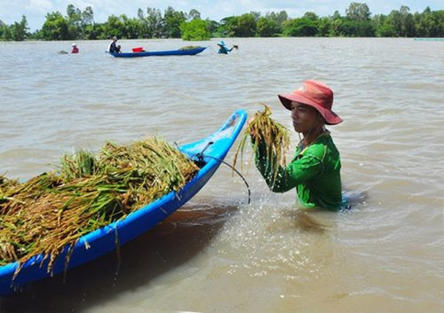 Đồng bằng sông Cửu Long: Khẩn trương thu hoạch lúa chạy lũ