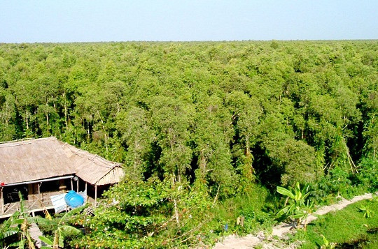 Kiên Giang: Rà soát, quy hoạch phát triển rừng theo hướng bền vững