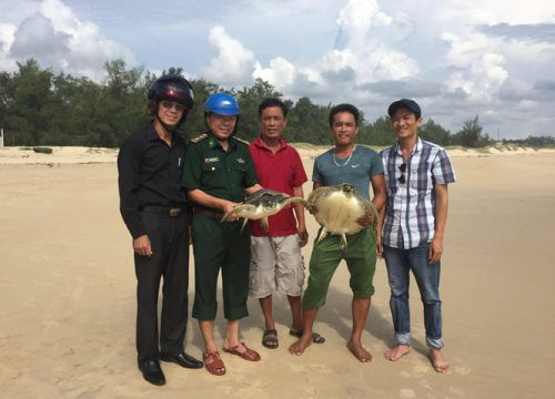 Quảng Trị: Cứu 2 cá thể rùa biển mắc lưới ngư dân
