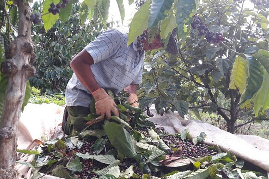 Gia Lai: Mưa kéo dài, người trồng cà phê “khóc ròng”