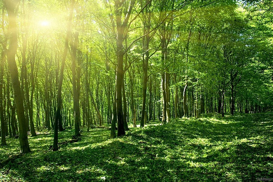 Kon Tum: Phê duyệt phương án giao rừng, cho thuê rừng