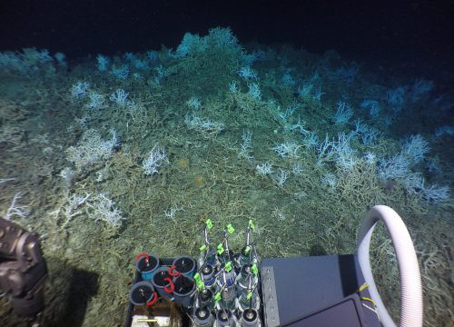 Mỹ: Phát hiện một rạn san hô khổng lồ dưới đáy đại dương