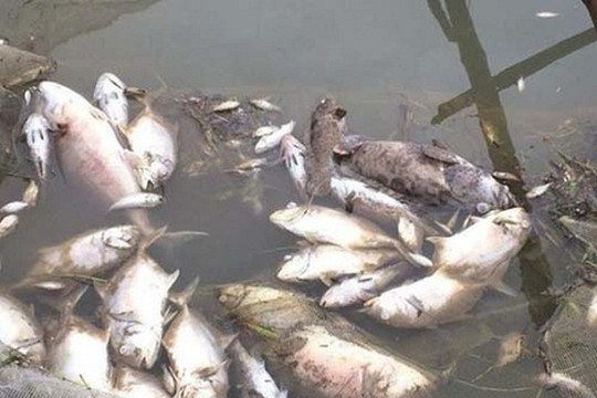 Kiên Giang: Nguyên nhân khiến cá lồng bè chết hàng loạt