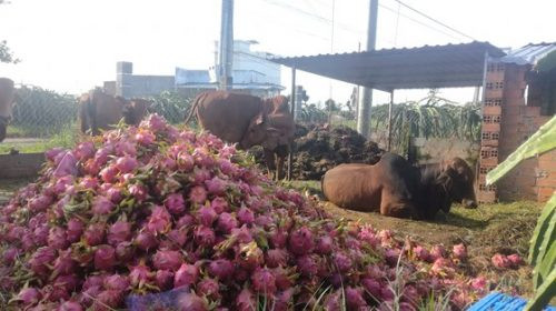 Bình Thuận: Thanh long rớt giá, đổ cho bò ăn