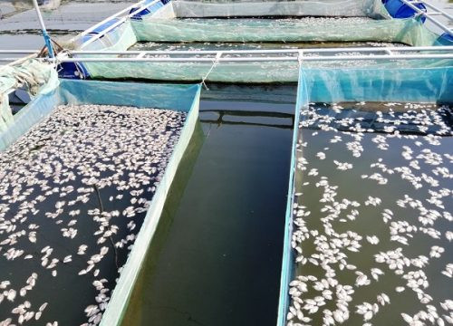TP Hội An: Cá nuôi lồng bè chết trắng hàng loạt