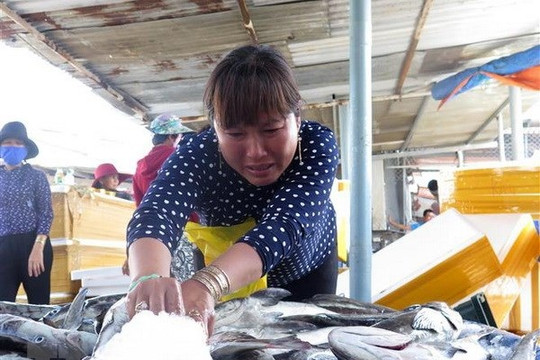 Quảng Ngãi: Nước bị ô nhiễm, cá bớp nuôi lồng bè chết hàng loạt