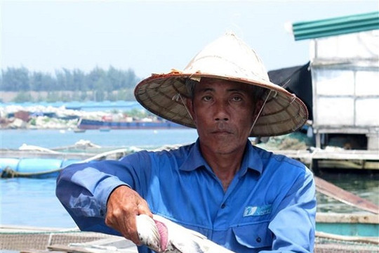 Xác định nguyên nhân cá bớp chết hàng loạt tại Quảng Ngãi