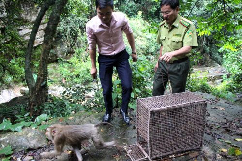 Đông Triều, Quảng Ninh: Thả 1 cá thể khỉ đuôi lợn về môi trường tự nhiên