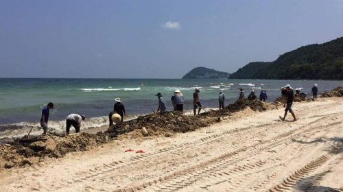 Phú Quốc: Hàng chục tấn lục bình chết trôi dạt ra bờ biển