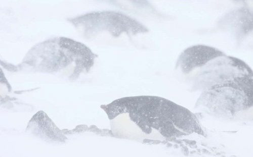 Nghĩa địa xác ướp hàng trăm con chim cánh cụt tại Nam Cực vì biến đổi khí hậu