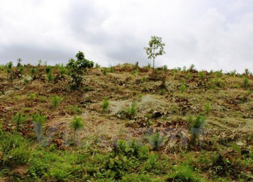 Lâm Đồng: Khởi tố 2 doanh nghiệp phá rừng tại dự án được giao
