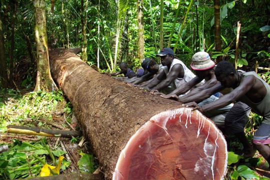 Đảo quốc Solomon có nguy cơ mất sạch rừng