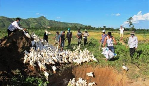 Đắk Lắk: 2.500 con vịt bị cúm A/H5N6 bị tiêu hủy