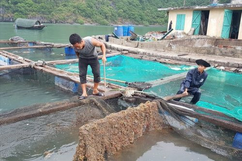 Cát Bà, Hải Phòng: Hàng chục tấn cá lồng chết trắng mặt nước