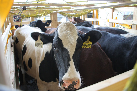 Vinamilk tiếp tục nhập hơn 200 cô bò hữu cơ về Việt Nam – Khẳng định vai trò tiên phong trong xu hướng Organic cao cấp