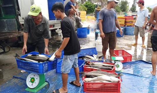 Khánh Hòa: Dân mất tiền tỷ vì cá bớp nuôi trong lồng bè chết hàng loạt