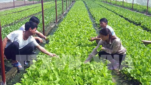 Hà Nội phấn đấu đạt hơn 200ha sản xuất bằng công nghệ nông nghiệp hữu cơ vào năm 2020