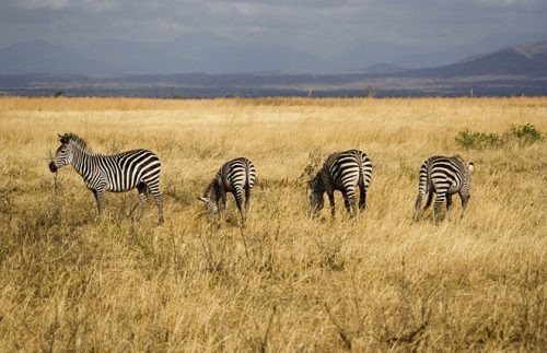 Tanzania nỗ lực gây dựng lại cảnh quan hoang dã