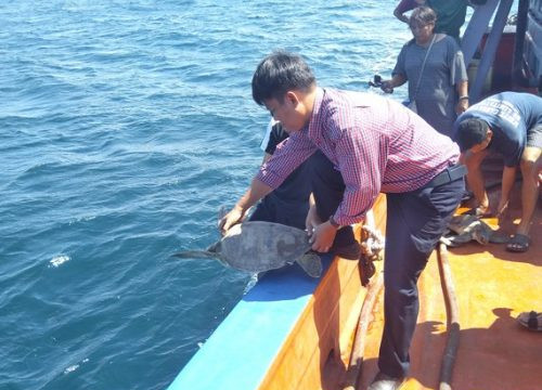 Kiên Giang: Thả 12 cá thể rùa biển về môi trường tự nhiên