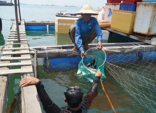 Quảng Ngãi: Đề nghị hỗ trợ 9,2 tỷ đồng để chuyển đổi nghề nghiệp sau vụ cá bớp nuôi lồng bị chết hàng loạt