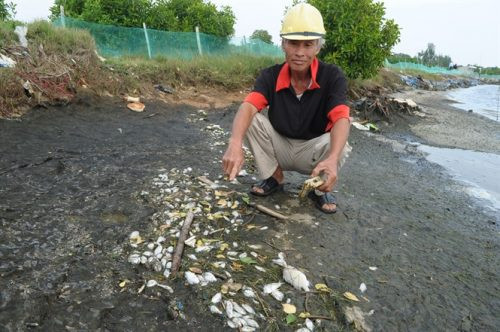 Quảng Nam: Thủy sản trong ao nuôi của nhiều hộ dân chết trắng