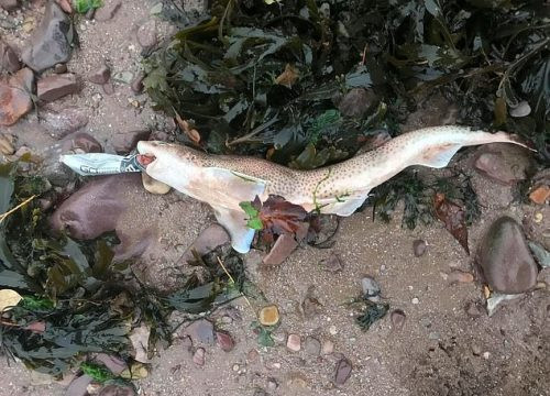 Ô nhiễm rác nhựa: Cá mập chết khi đang ngậm vỏ chai nước