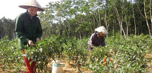 Nghệ An: Nông dân trồng ớt chỉ thiên lãi hơn 130 triệu/ha