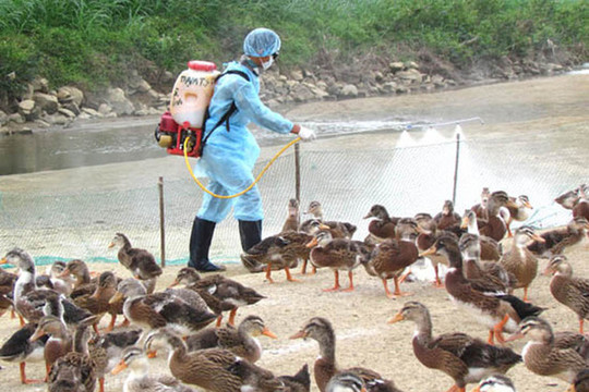 Phú Yên: Dịch cúm A H5N6 có thể lây lan sang người cần khẩn cấp ngăn chặn