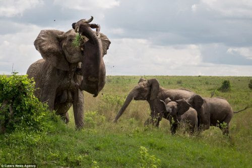 Anh Sơn, Nghệ An: Xuất hiện voi rừng