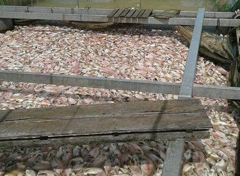 Xác định nguyên nhân hàng trăm tấn cá ở Tiền Giang chết hàng loạt
