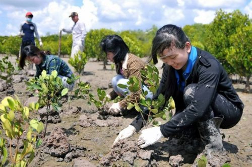 Bà Rịa – Vũng Tàu: Đầu tư hơn 100 tỷ đồng phục vụ trồng rừng