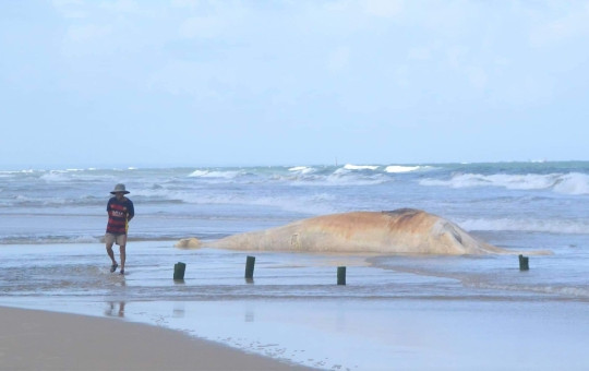 Quảng Trị: Phát hiện xác cá voi nặng khoảng 10 tấn dạt vào bờ biển
