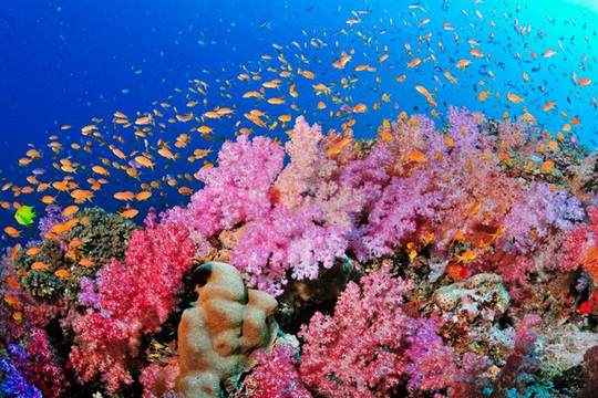 ‘Rừng già san hô’ dưới đáy đại dương
