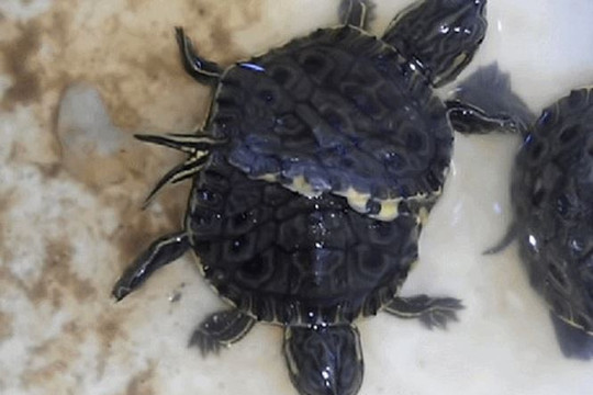 Cuba: Xuất hiện rùa hai đầu độc đáo